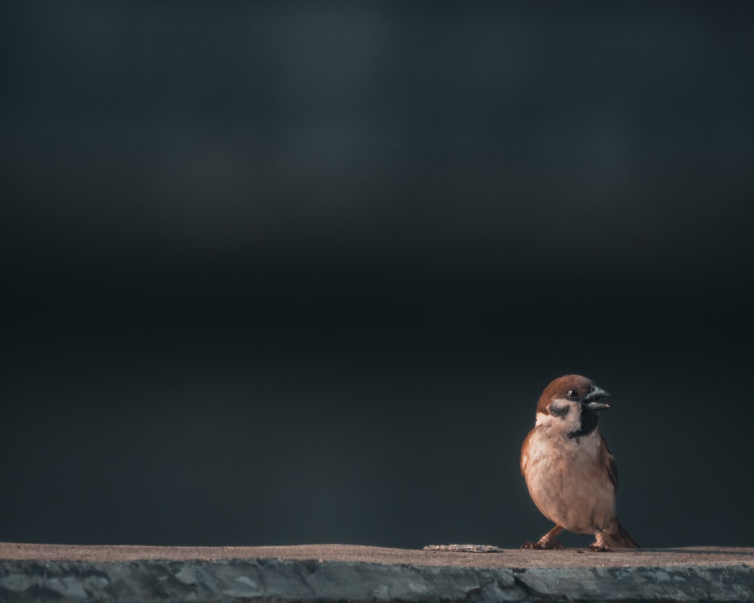 Enhancing Bitcoin Privacy: CoinJoin Integration with Sparrow Wallet