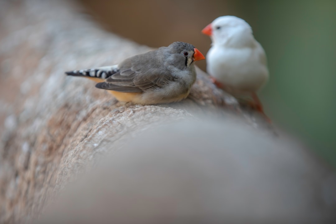 Enhancing Bitcoin Privacy with CoinJoin Integration in Sparrow Wallet