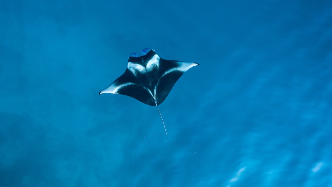 Manta Pacific Privacy: Secure Your Crypto Transactions