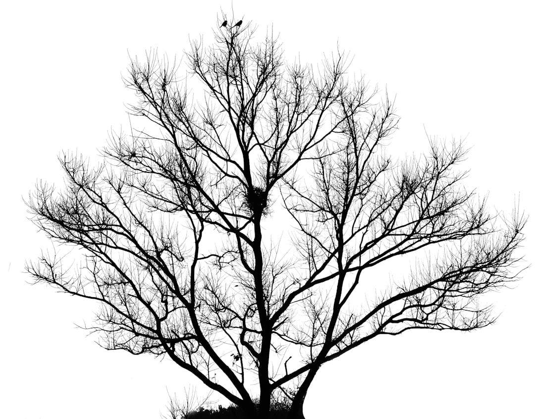 Mastering the Commitment Tree: A Guide to Cryptocurrency Privacy