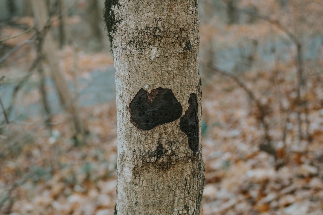 Merkle Tree Deposits: The Backbone of Cryptocurrency Privacy and Security