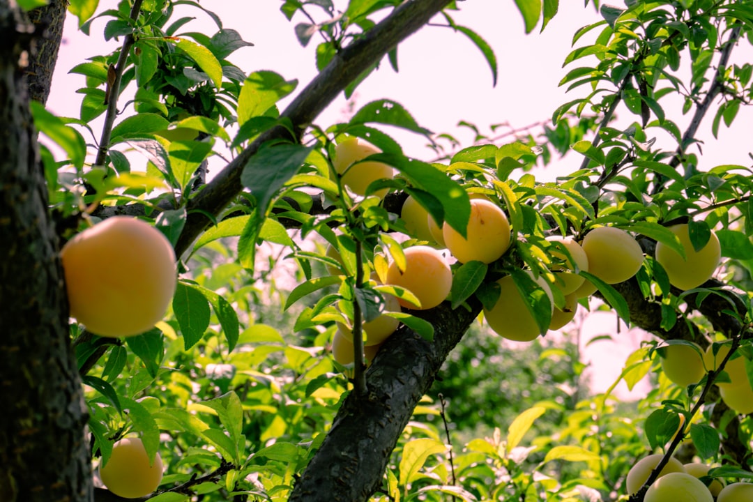 Orchard Protocol Update: Boosting Crypto Privacy in 2024