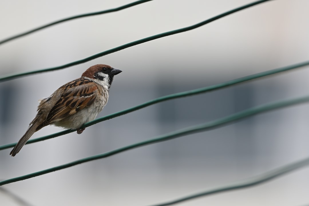 Sparrow Wallet Private: Your Ultimate Guide to Cryptocurrency Privacy