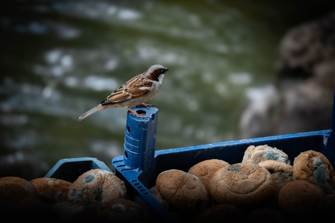 Sparrow Wallet vs Wasabi: Which Privacy-Focused Crypto Wallet Reigns Supreme?