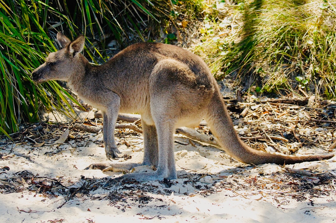 Understanding AUSTRAC: Australia's Cryptocurrency Regulator