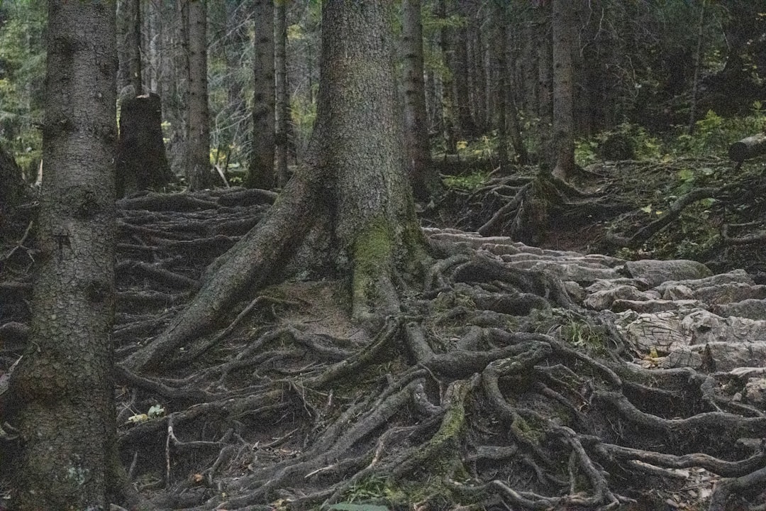 Understanding Merkle Tree Deposits in Cryptocurrency Privacy