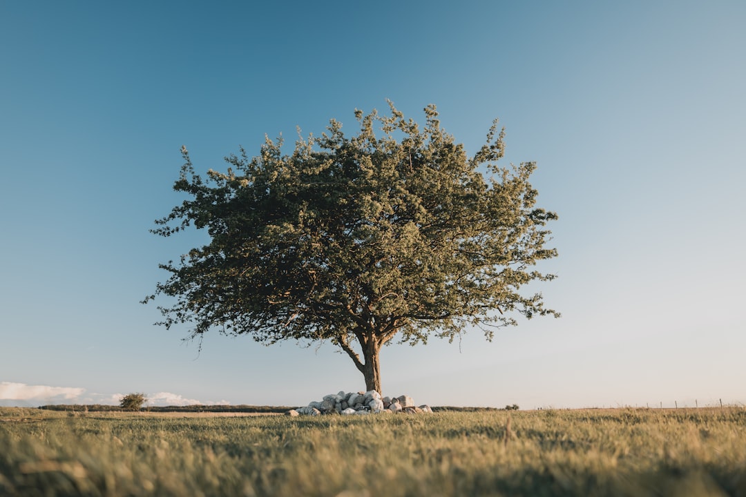 Unlocking Privacy: The Power of Merkle Trees in Cryptocurrency Obligations